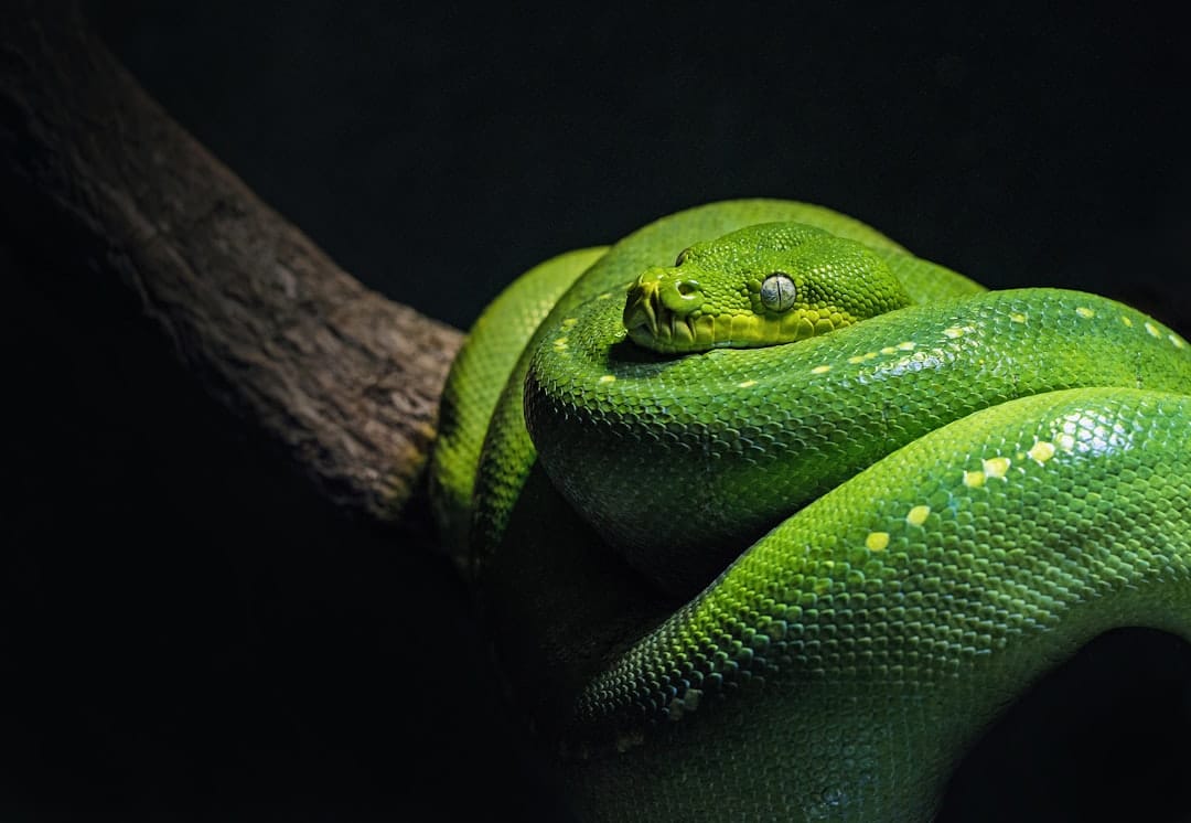 Asyncio Python : Programmation asynchrone simplifiée
